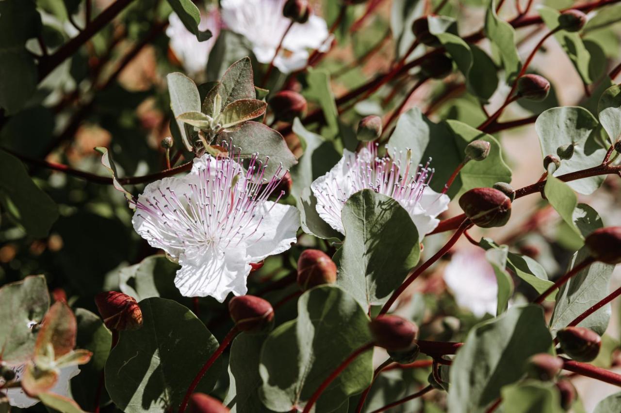 פאסאנו Masseria Garrappa מראה חיצוני תמונה